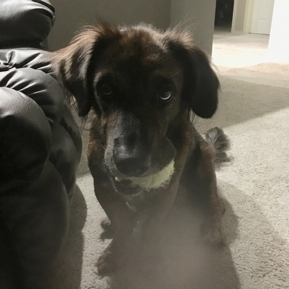 Meet your Posher, Adam